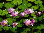 Click image for larger version

Name:	Water lilies.jpg‎
Views:	1359
Size:	81.8 KB
ID:	38