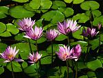 Click image for larger version

Name:	Water lilies.jpg‎
Views:	1367
Size:	81.8 KB
ID:	38